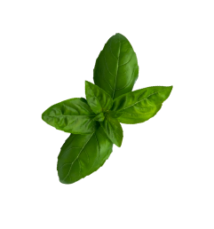 basil